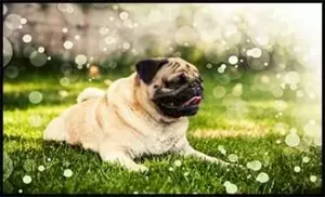 פאג סיני מאושר שוכב על הדשא עם בועות מסביב